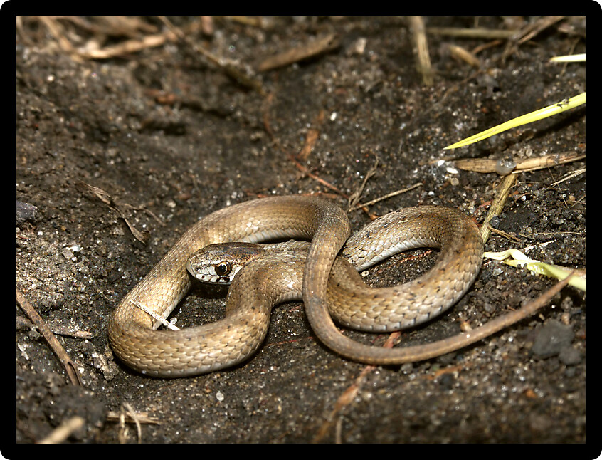 Brown Snake (Storeria dekayi) inhabiting the environment of northern Illinois.