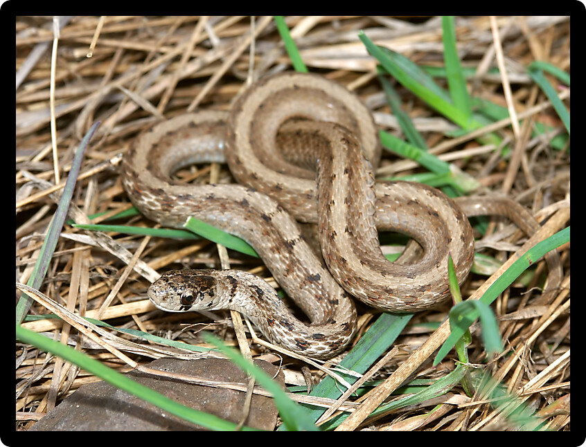 Brown Snake (Storeria dekayi) inhabiting northern Illinois.