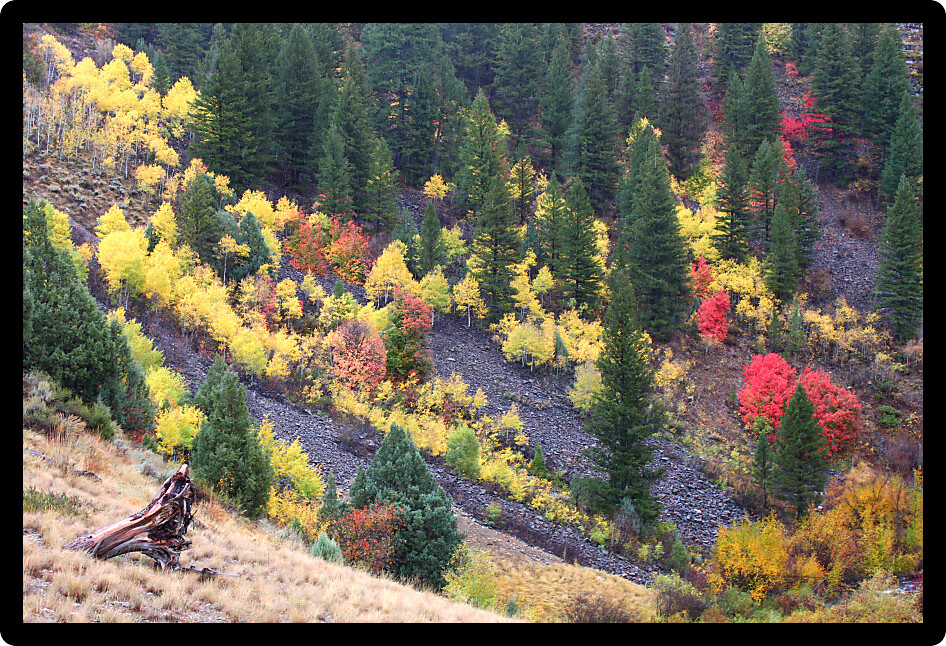 Fall colors blanket a hillside woodland of Cache National Forest in northern Utah.