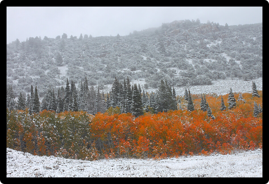 Early snowfall blankets the colorful fall landscape at Cache National Forest of Utah.