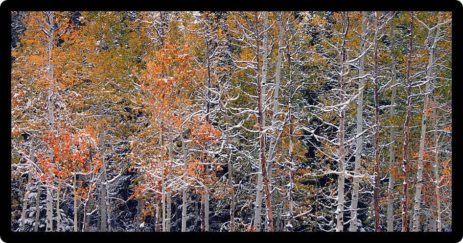 Snow and autumn scenery at Cache National Forest of Utah.