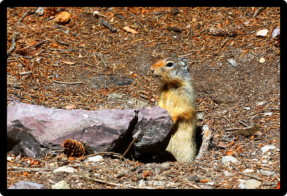 Columbian ground squirrel (Urocitellus columbianus) peaks out of its hole at Glacier National Park.