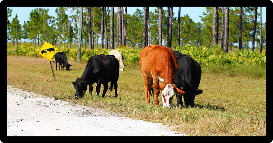 Cows graze on grass in a central Florida field.