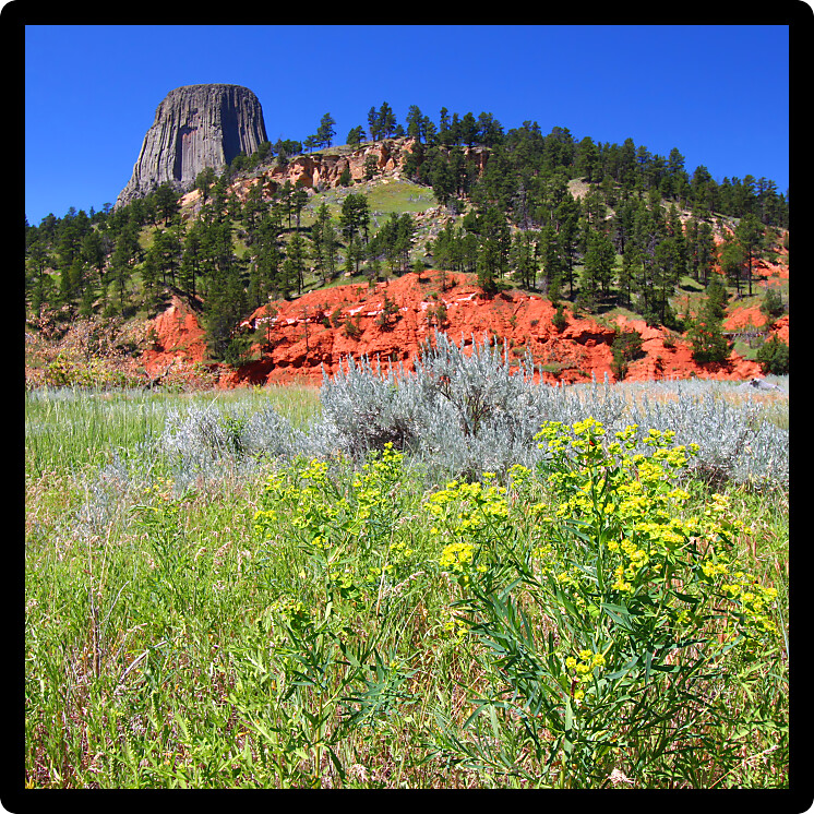 Devils Tower National Monument rises over a field of flowers in Wyoming.