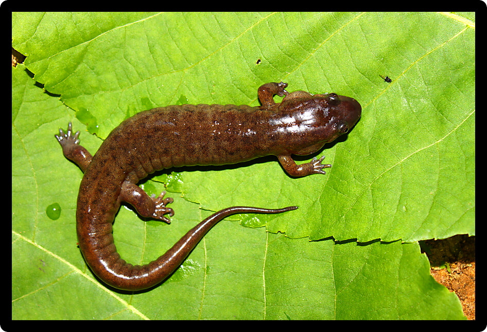 Dusky Salamander (Desmognathus conanti) in the southern United States.
