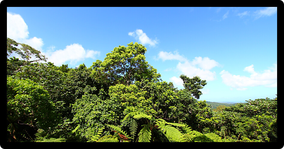 Panoramic view of the famous El Yunque Rainforest of Puerto Rico.