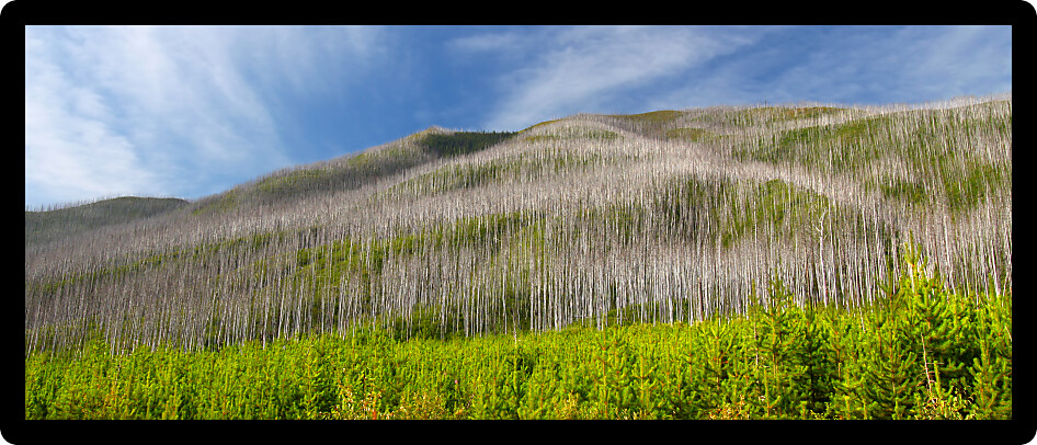 Small pines emerge in the wake of a forest fire in the Flathead National Forest of Montana.