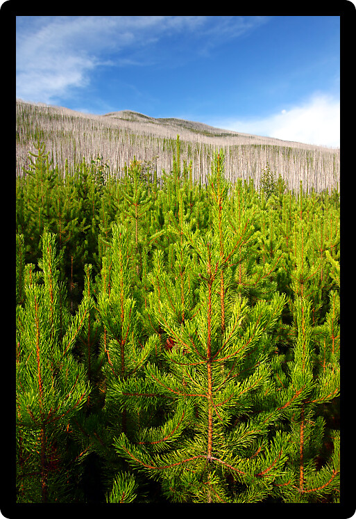 Small pines emerge in the wake of a forest fire in the Flathead National Forest of Montana.