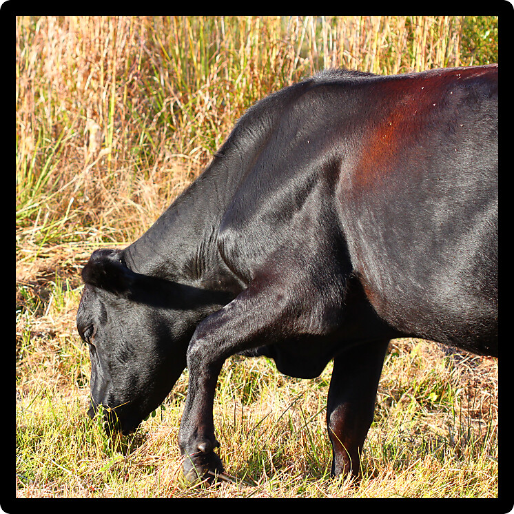 Large cow grazes on grass in central Florida.