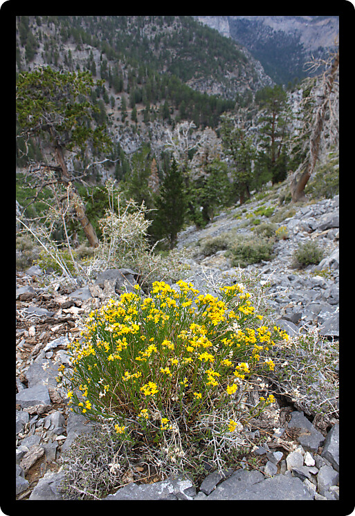 Lone stand of flowers amidst the rocky landscape of Nevada from Mount Charleston.