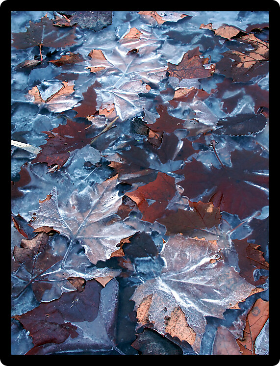 Frozen leaves create interesting patterns of ice.