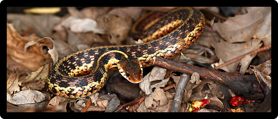 Garter Snake (Thamnophis sirtalis) found in northern Illinois.