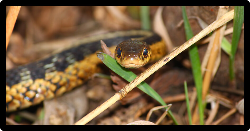 Garter Snake (Thamnophis sirtalis) found in the midwestern USA.