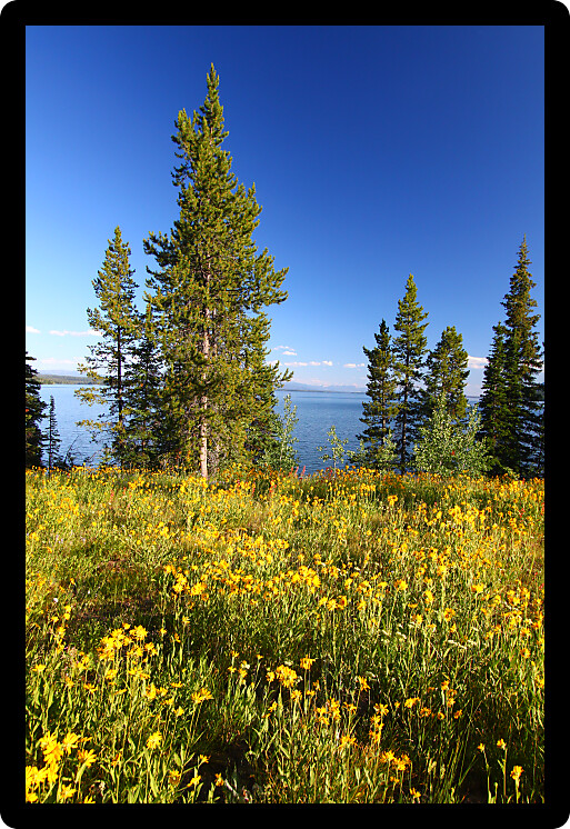 Wildflowers grow along the shoreline of Jackson Lake in Grand Teton National Park USA.