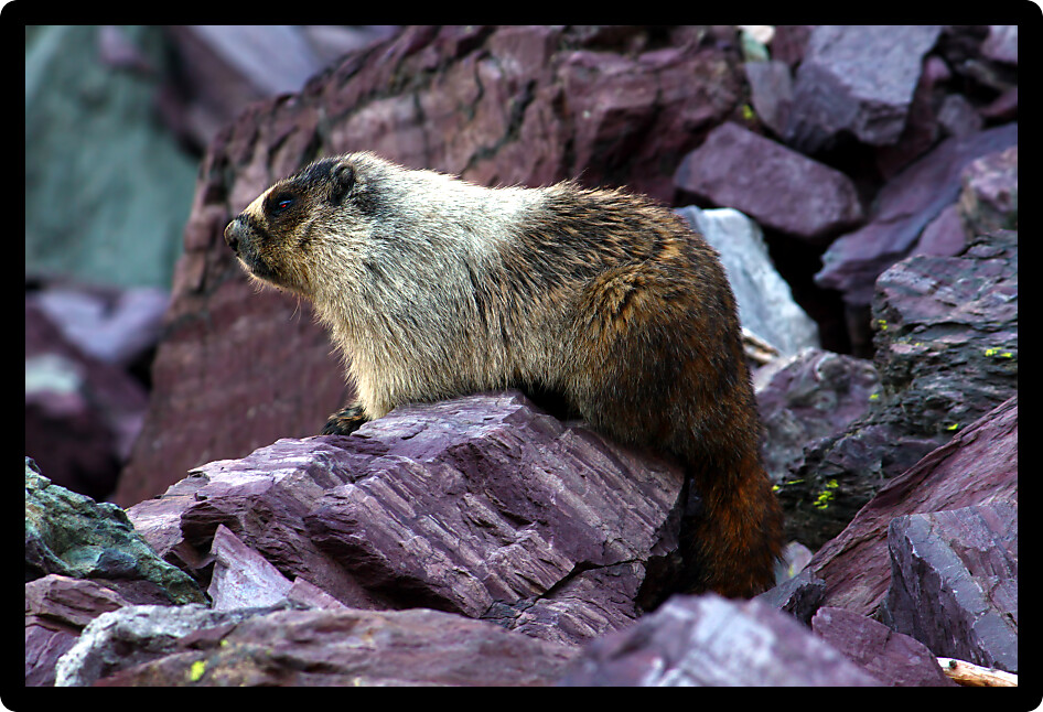 Hoary Marmot (Marmota caligata) sitting on a rock ledge at Glacier National Park in Montana.