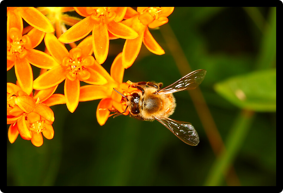 Honeybee sits on a flower in northern Illinois.
