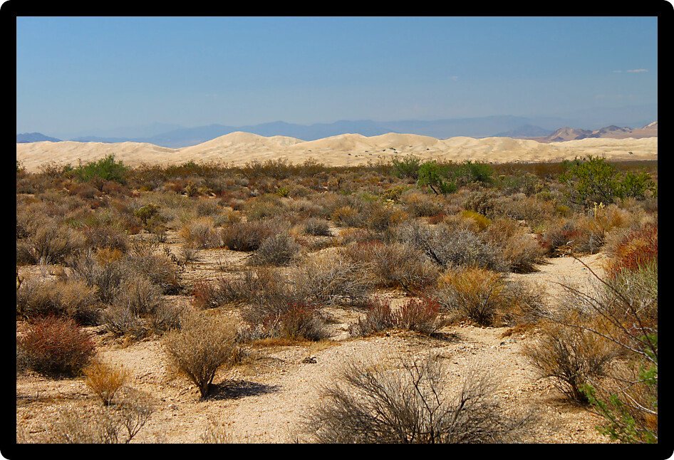 View of the Kelso Dunes at Mojave National Preserve of California.