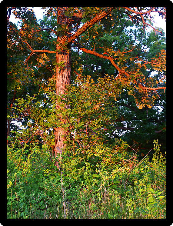 Forest scenery lit by evening sunlight in the Kettle Moraine State Forest of Wisconsin.