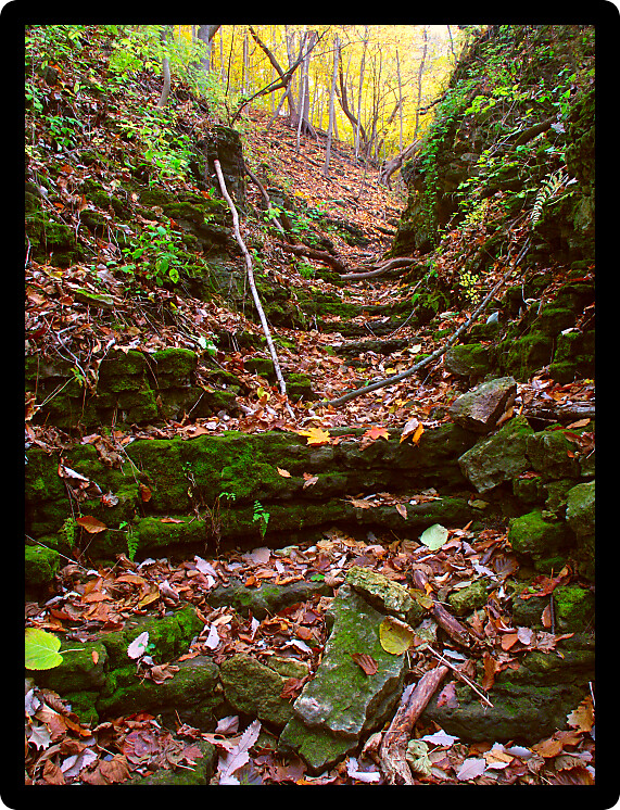 Gorge fills with falling leaves at Kishwaukee Gorge Forest Preserve in Illinois.