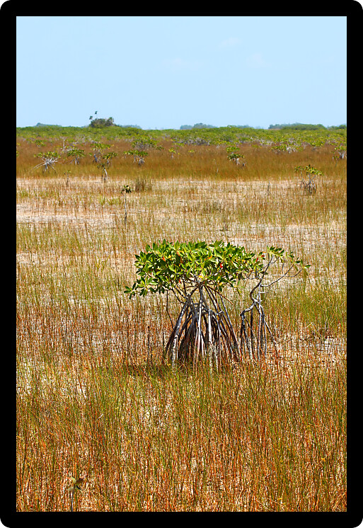 Mangroves in a parched landscape of Everglades National Park in the dry season.