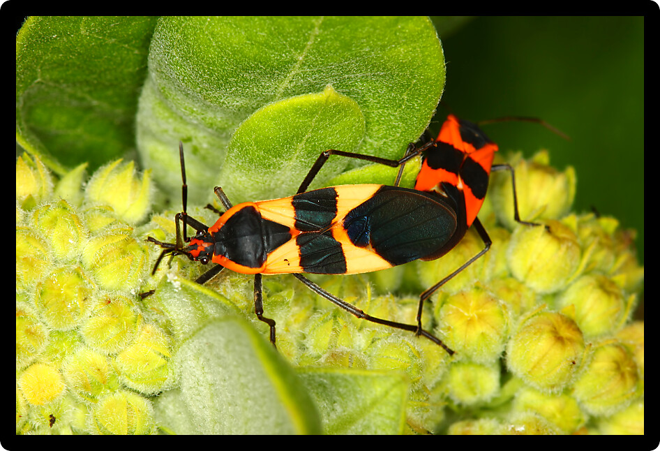 Milkweed bugs (Oncopeltus fasciatus) in a northern Illinois natural area.