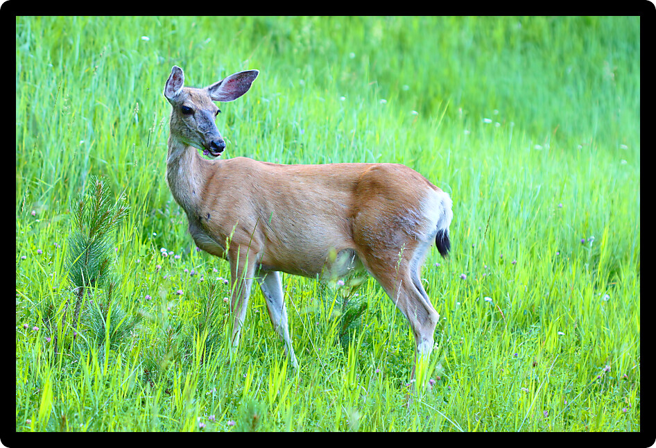 Mule Deer (Odocoileus hemionus) stands in a meadow of Custer State Park in South Dakota.