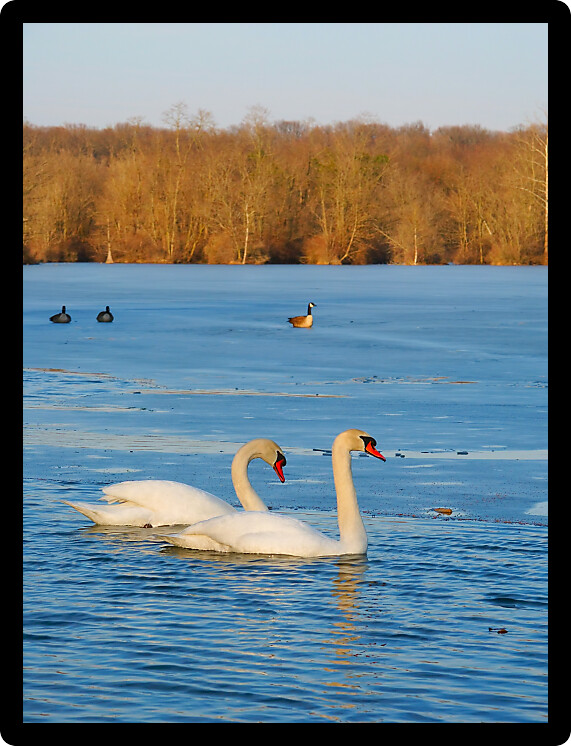 Two Mute Swans (Cygnus olor) float through icy waters in central Illinois.