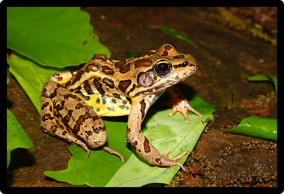 Pickerel Frog (Rana palustris) in the southern USA.
