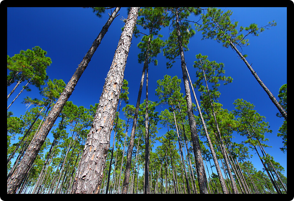 Beautiful pine flatwoods of central Florida on a sunny day.