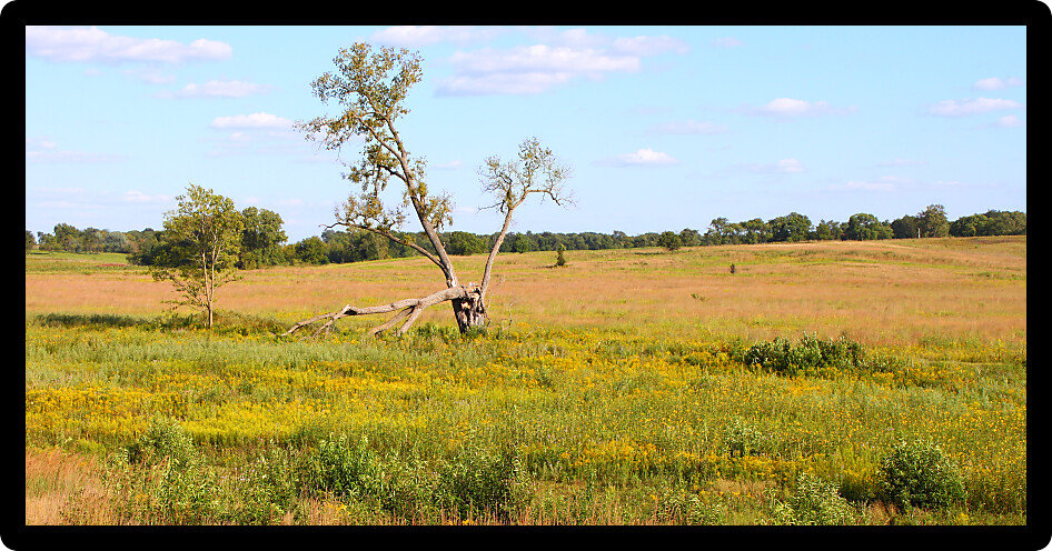 Prairie landscape seen in northern Illinois.