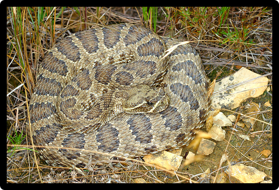 Prairie Rattlesnake (Crotalus viridis) in Badlands National Park of South Dakota.