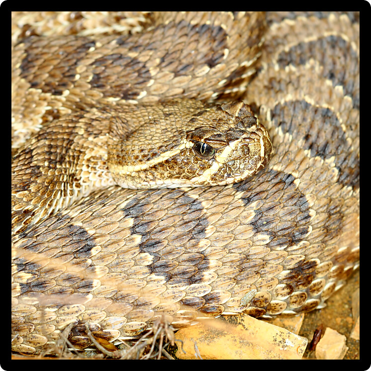Prairie Rattlesnake (Crotalus viridis) in Badlands National Park of South Dakota.