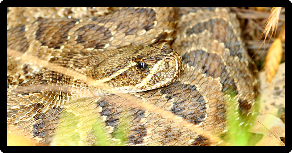 Prairie Rattlesnake (Crotalus viridis) in Badlands National Park of South Dakota.