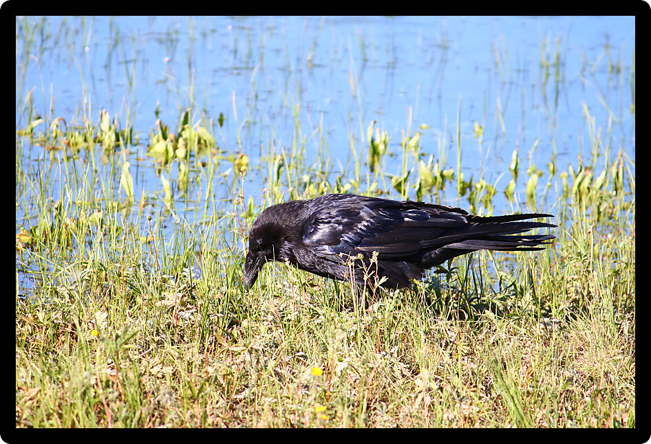 Common Raven (Corvus corax) searches for food in Yellowstone National Park of Wyoming.