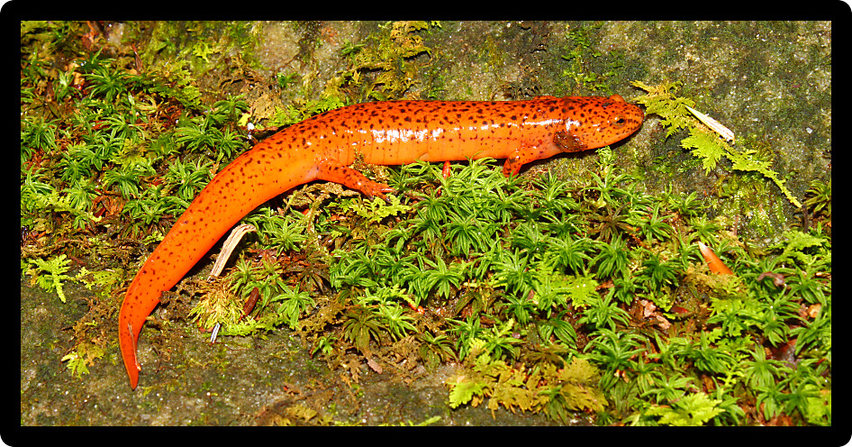Red Salamander (Pseudotriton ruber) in the southern United States.