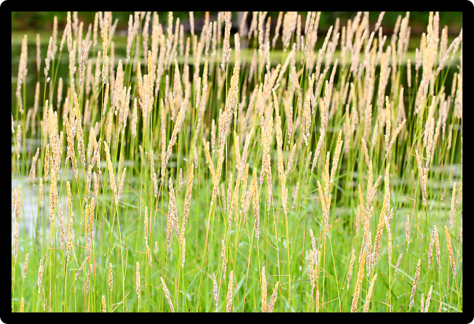 Reed Canary Grass (Phalaris arundinacea) grows thickly in a field of northern Illinois.