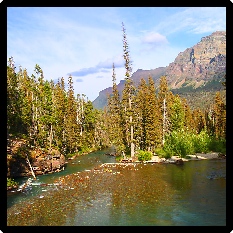 Saint Mary Creek flows through thick forests of Glacier National Park Montana.