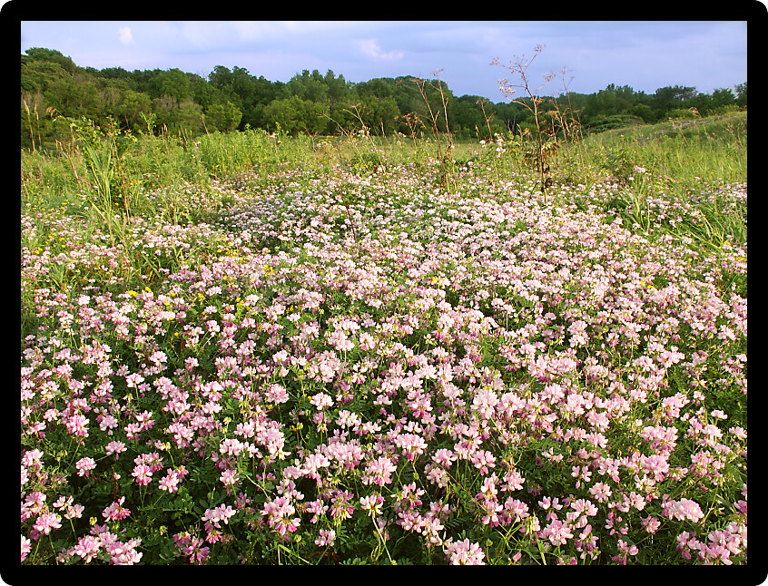 Wildflowers grow in a prairie at Shabbona Lake State Park of Illinois.