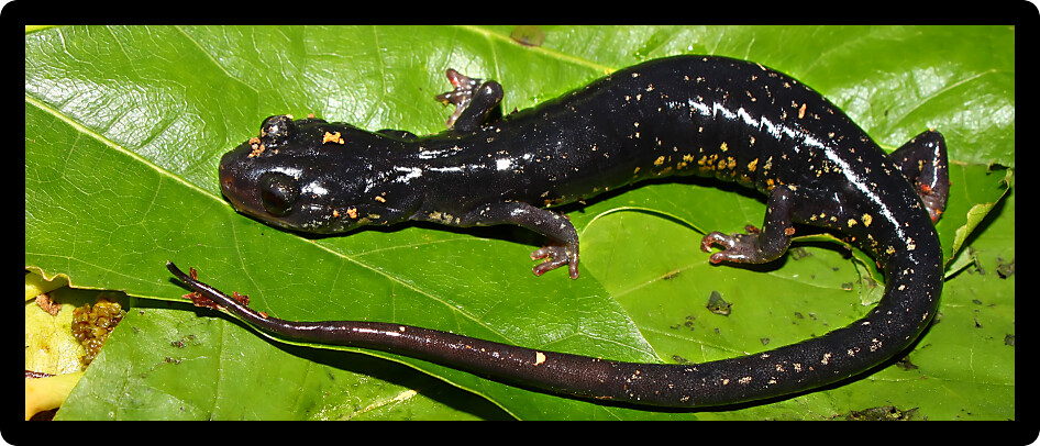 Slimy Salamander (Plethodon glutinosus) at a natural area of Alabama.