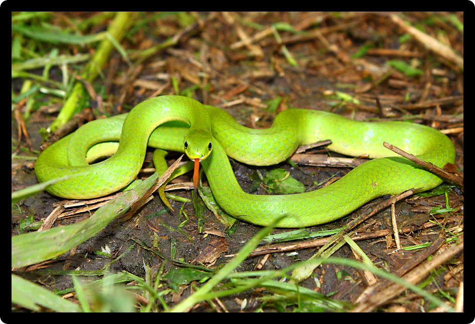 Beautiful Smooth Green Snake (Opheodrys vernalis) found in the United States.