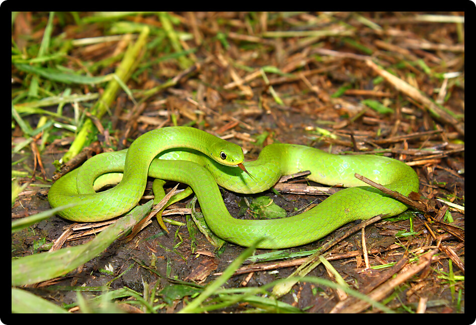 Beautiful Smooth Green Snake (Opheodrys vernalis) in a prairie of Illinois.