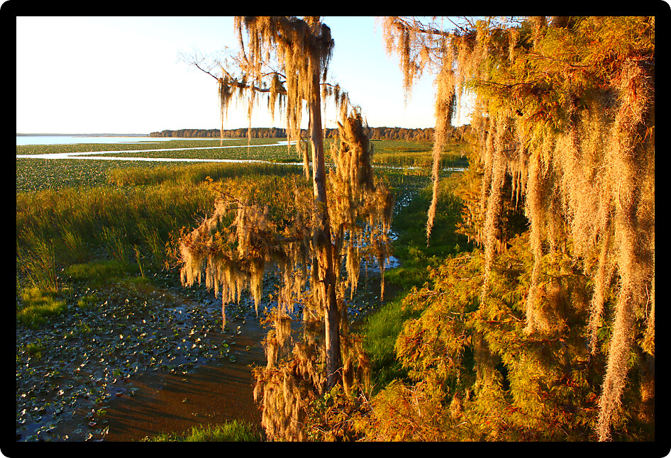 Spanish Moss sways in the wind in a swamp of central Florida.