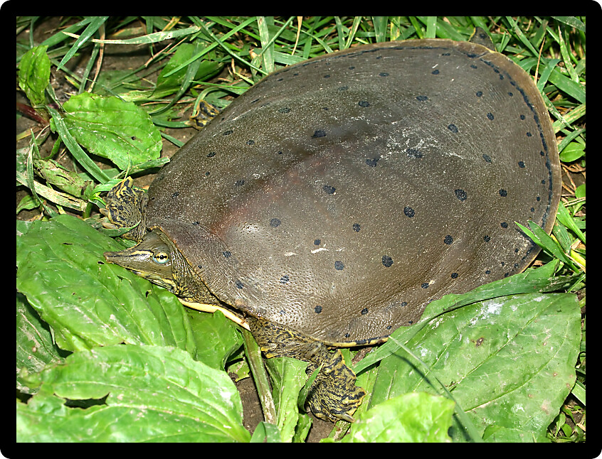 Spiny Softshell Turtle (Apalone spinifera) in central Illinois.