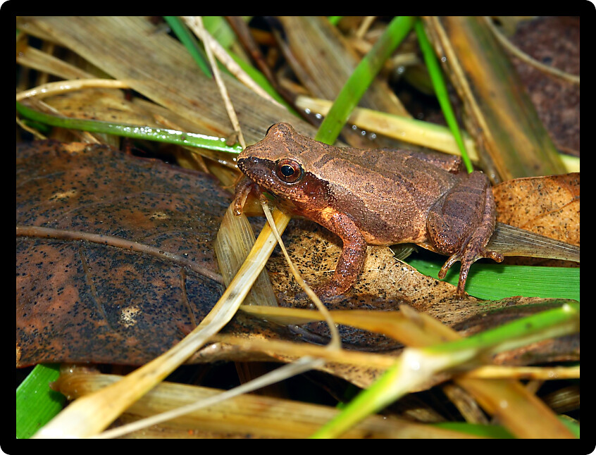 Spring Peepers (Pseudacris crucifer) can be heard in Illinois wetlands in the spring.