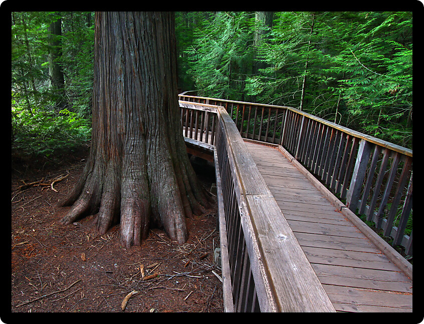 Boardwalk passing by ancient trees on the Trail of the Cedars in Glacier National Park Montana.