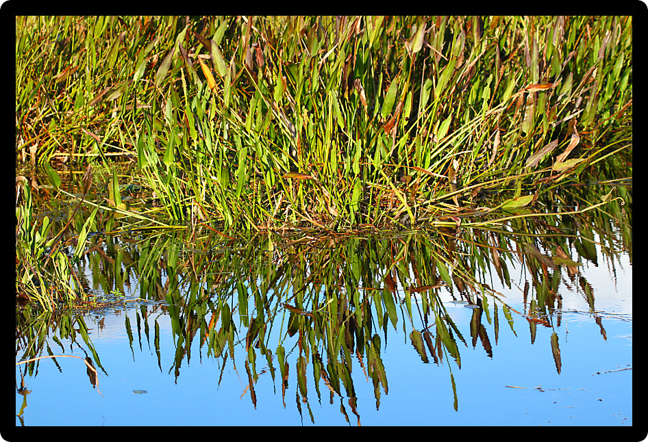 Wetland background scenery from a central Florida swamp.