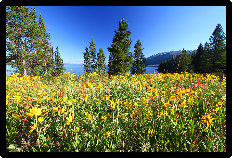 Pretty wildflowers grow near the shore of Jackson Lake in Grand Teton National Park.