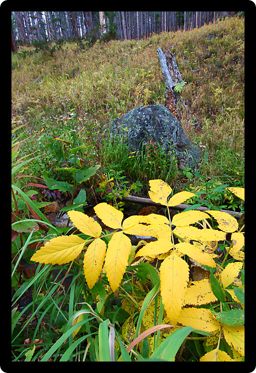 Understory plants turn color in the Lewis and Clark National Forest of Montana.