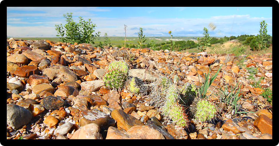 Cacti grow through a rocky landscape at Badlands National Park of South Dakota.