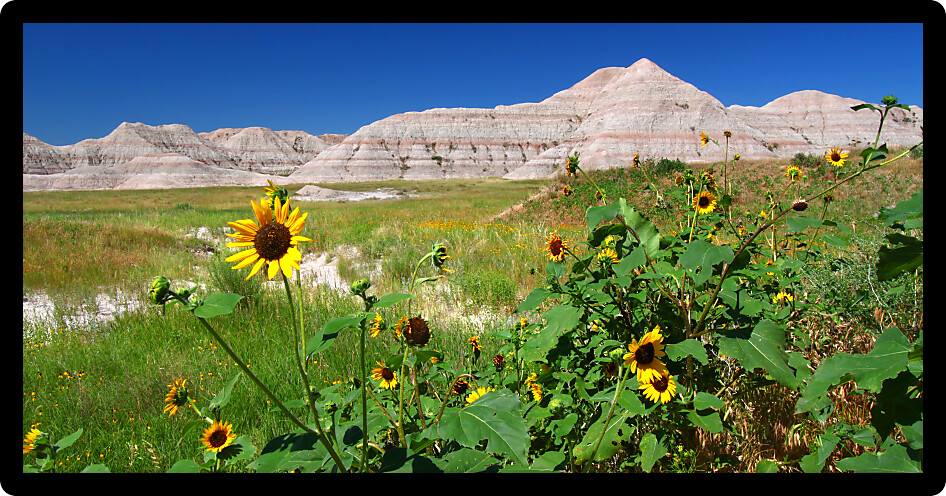 Wildflowers amid the arid landscape of Badlands National Park South Dakota.